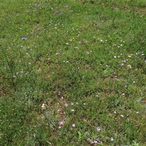 Plantago varia at Adaminaby, NSW - 15 Nov 2020 02:10 PM