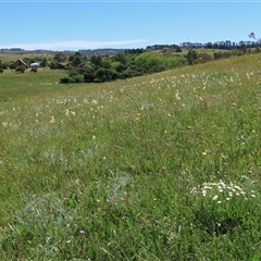 Plantago varia at Adaminaby, NSW - 15 Nov 2020 02:10 PM