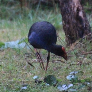 Porphyrio melanotus (Australasian Swamphen) at Bournda, NSW - 9 Feb 2025 by Jennybach