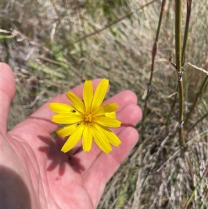 Microseris lanceolata at Cotter River, ACT - 19 Feb 2025 01:29 PM