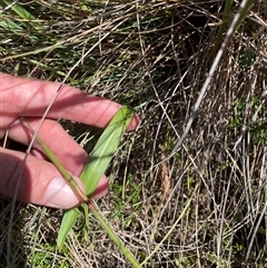 Microseris lanceolata at Cotter River, ACT - 19 Feb 2025 01:29 PM