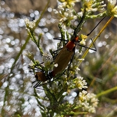 Bibionidae (family) (Bibionid fly) at Cotter River, ACT - 19 Feb 2025 by nathkay