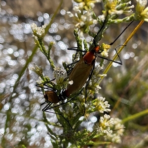 Bibionidae (family) at Cotter River, ACT - 19 Feb 2025 by nathkay