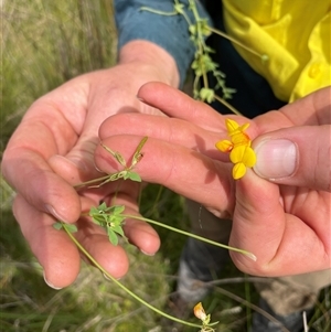 Lotus corniculatus (Birds-Foot Trefoil) at Cotter River, ACT - 20 Feb 2025 by nathkay