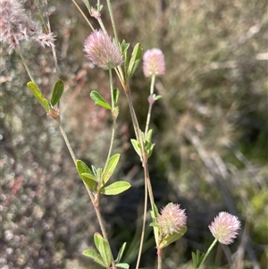 Trifolium arvense at Cotter River, ACT - 20 Feb 2025 11:50 AM