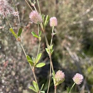 Trifolium arvense (Haresfoot Clover) at Cotter River, ACT - 20 Feb 2025 by nathkay