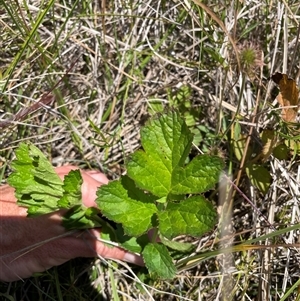 Geum urbanum (Herb Bennet) at Cotter River, ACT - 20 Feb 2025 by nathkay