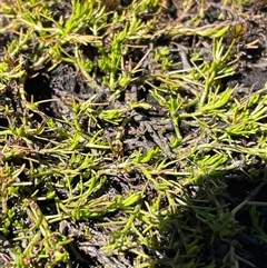 Myriophyllum lophatum (Crested Water-milfoil) at Cotter River, ACT - 21 Feb 2025 by nathkay