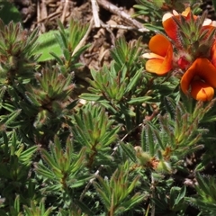 Pultenaea subspicata (Low Bush-pea) at Adaminaby, NSW - 15 Nov 2020 by AndyRoo