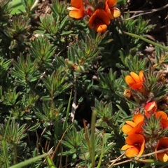 Pultenaea subspicata at Adaminaby, NSW - 15 Nov 2020 02:03 PM