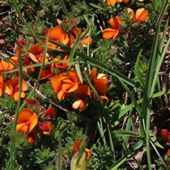 Pultenaea subspicata at Adaminaby, NSW - 15 Nov 2020 02:03 PM