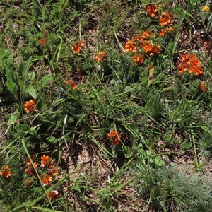 Pultenaea subspicata at Adaminaby, NSW - 15 Nov 2020 02:03 PM