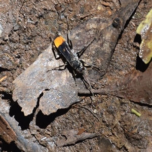 Calopompilus sp. (genus) (Spider wasp) at O'Reilly, QLD - 23 Feb 2025 by LyndalT