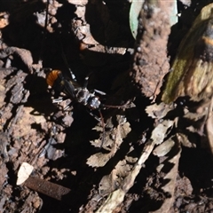 Calopompilus sp. (genus) at O'Reilly, QLD - 23 Feb 2025 02:30 PM