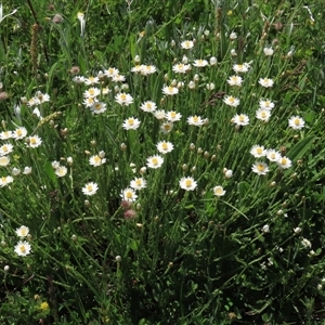 Rhodanthe anthemoides (Chamomile Sunray) at Adaminaby, NSW - 15 Nov 2020 by AndyRoo