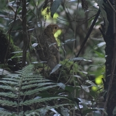 Zoothera heinei (Russet-tailed Thrush) at O'Reilly, QLD - 23 Feb 2025 by LyndalT