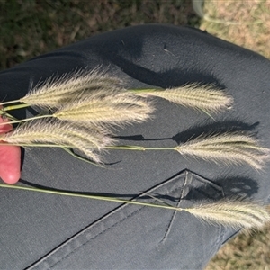 Chloris virgata (Feathertop Rhodes Grass) at Mitchell, ACT - 20 Feb 2025 by EmmaCook