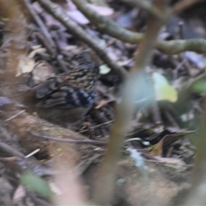 Cinclosoma punctatum at O'Reilly, QLD - 23 Feb 2025 by LyndalT