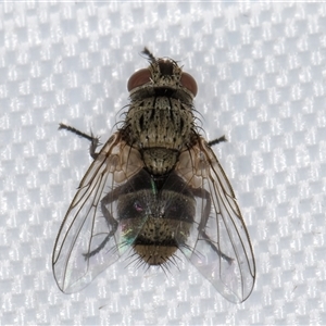 Exorista sp. (genus) at Melba, ACT - 19 Feb 2025 by kasiaaus