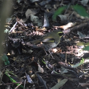 Neosericornis citreogularis at O'Reilly, QLD - 23 Feb 2025 by LyndalT