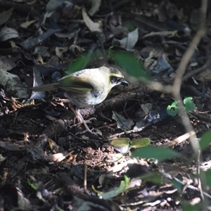 Neosericornis citreogularis at O'Reilly, QLD - 23 Feb 2025 04:32 PM