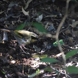 Neosericornis citreogularis at O'Reilly, QLD - 23 Feb 2025 04:32 PM