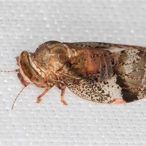 Dasypsylla brunnea at Melba, ACT - 19 Feb 2025 11:09 PM