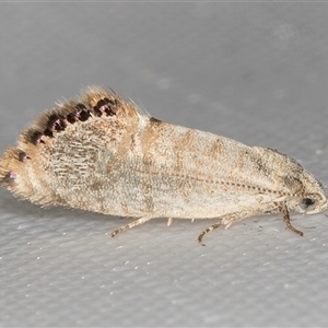 Eupselia melanostrepta (A Twig moth) at Melba, ACT - 19 Feb 2025 by kasiaaus