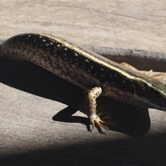 Eulamprus quoyii (Eastern Water Skink) at O'Reilly, QLD - 23 Feb 2025 by LyndalT