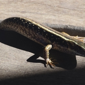 Ctenotus robustus at O'Reilly, QLD - 23 Feb 2025 by LyndalT