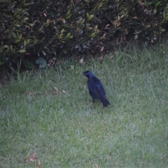 Ptilonorhynchus violaceus (Satin Bowerbird) at O'Reilly, QLD - 24 Feb 2025 by LyndalT