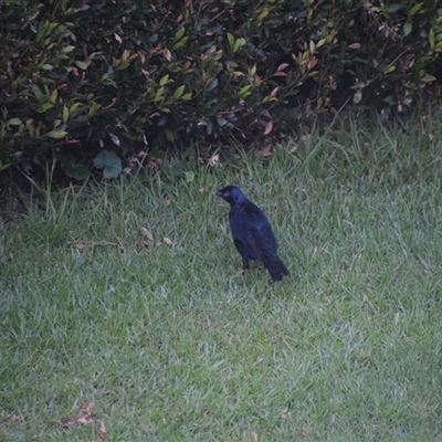 Ptilonorhynchus violaceus (Satin Bowerbird) at O'Reilly, QLD - 24 Feb 2025 by LyndalT