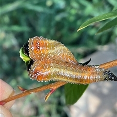 Pterygophorus cinctus (Bottlebrush sawfly) at Higgins, ACT - Today by Jennybach