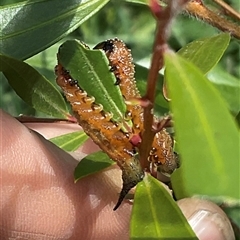 Pterygophorus cinctus at Higgins, ACT - Yesterday 03:19 PM