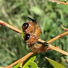 Pterygophorus cinctus at Higgins, ACT - Yesterday 03:19 PM