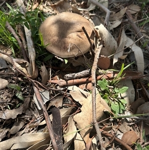 Unidentified Fungus at Fisher, ACT - 25 Feb 2025 by Lovey