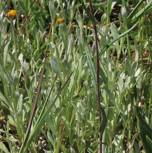 Chrysocephalum apiculatum at Adaminaby, NSW - 15 Nov 2020 02:10 PM