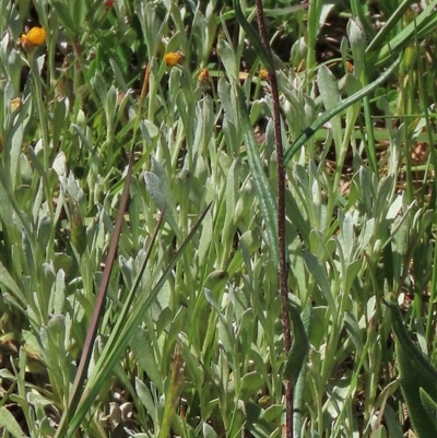 Chrysocephalum apiculatum (Common Everlasting) at Adaminaby, NSW - 15 Nov 2020 by AndyRoo