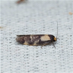 Palimmeces leucopelta (A concealer moth) at Harrison, ACT - 23 Feb 2025 by DPRees125