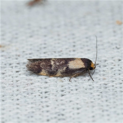 Palimmeces leucopelta (A concealer moth) at Harrison, ACT - 23 Feb 2025 by DPRees125