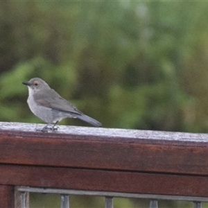 Colluricincla harmonica (Grey Shrikethrush) at O'Reilly, QLD - 24 Feb 2025 by LyndalT