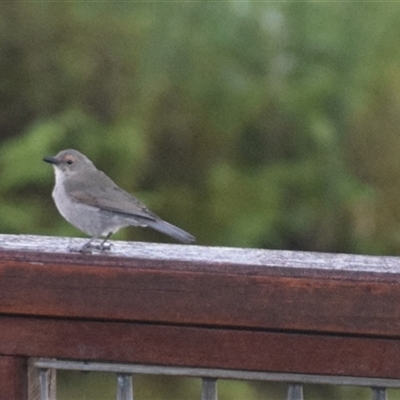 Colluricincla harmonica (Grey Shrikethrush) at O'Reilly, QLD - 24 Feb 2025 by LyndalT