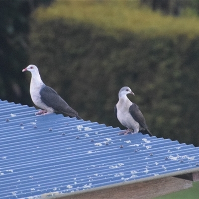 Columba leucomela (White-headed Pigeon) at O'Reilly, QLD - 24 Feb 2025 by LyndalT