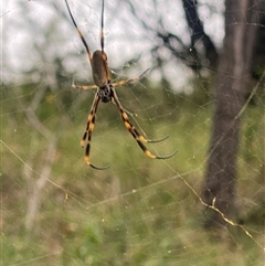 Unidentified Spider at Orangeville, NSW - Today by elisebird