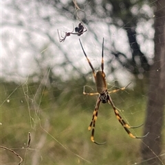 Trichonephila plumipes at Orangeville, NSW - 25 Feb 2025 12:13 PM
