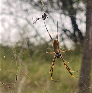 Trichonephila plumipes at Orangeville, NSW - 25 Feb 2025 12:13 PM