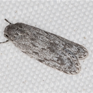 Agriophara undescribed species at Melba, ACT - 19 Feb 2025 11:24 PM