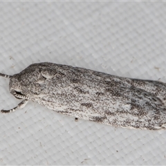 Agriophara undescribed species at Melba, ACT - 19 Feb 2025 11:24 PM