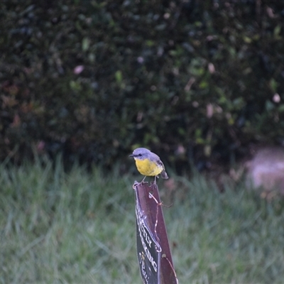 Eopsaltria australis (Eastern Yellow Robin) at O'Reilly, QLD - 24 Feb 2025 by LyndalT