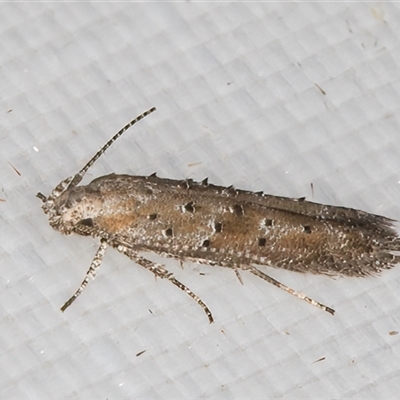 Leptozestis and Trachydora (genera) (A cosmet moth) at Melba, ACT - 19 Feb 2025 by kasiaaus